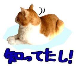 Bossy cat,POPO 2 sticker #13794744