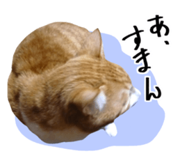 Bossy cat,POPO 2 sticker #13794747