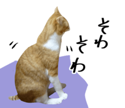 Bossy cat,POPO 2 sticker #13794752