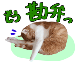 Bossy cat,POPO 2 sticker #13794756