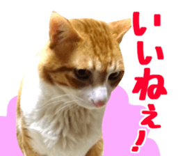 Bossy cat,POPO 2 sticker #13794759