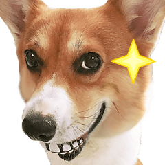 Corgi Pon Pon(Palbum)