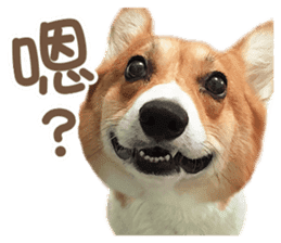 Corgi Pon Pon(Palbum) sticker #13794950