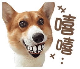 Corgi Pon Pon(Palbum) sticker #13794951