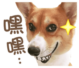 Corgi Pon Pon(Palbum) sticker #13794952