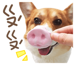 Corgi Pon Pon(Palbum) sticker #13794953
