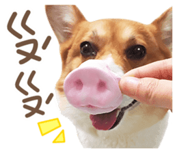 Corgi Pon Pon(Palbum) sticker #13794953