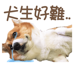 Corgi Pon Pon(Palbum) sticker #13794954