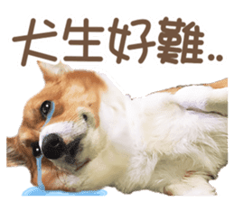 Corgi Pon Pon(Palbum) sticker #13794954