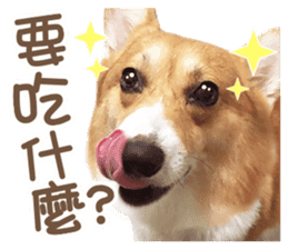 Corgi Pon Pon(Palbum) sticker #13794955