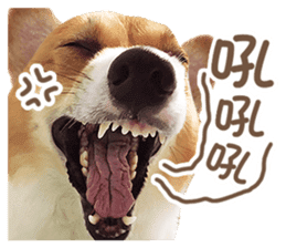 Corgi Pon Pon(Palbum) sticker #13794956