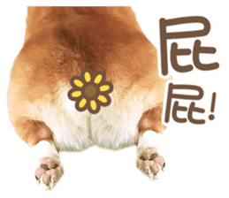 Corgi Pon Pon(Palbum) sticker #13794957