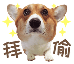 Corgi Pon Pon(Palbum) sticker #13794958