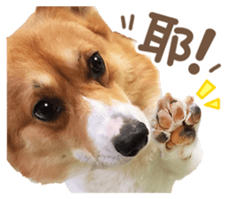 Corgi Pon Pon(Palbum) sticker #13794959