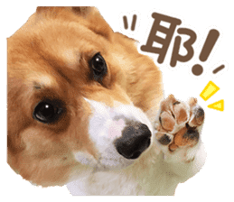 Corgi Pon Pon(Palbum) sticker #13794959