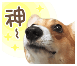 Corgi Pon Pon(Palbum) sticker #13794960