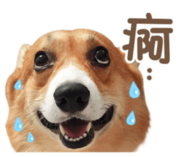 Corgi Pon Pon(Palbum) sticker #13794961