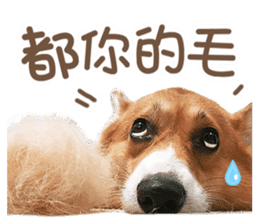 Corgi Pon Pon(Palbum) sticker #13794962