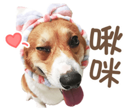 Corgi Pon Pon(Palbum) sticker #13794963