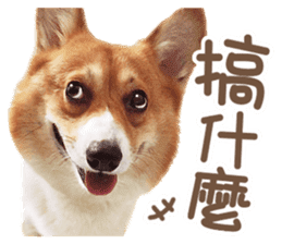 Corgi Pon Pon(Palbum) sticker #13794964