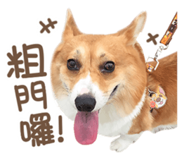 Corgi Pon Pon(Palbum) sticker #13794965