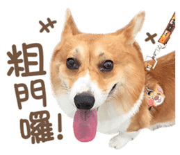 Corgi Pon Pon(Palbum) sticker #13794965