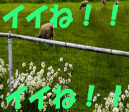 Hokkaido news sticker #13796079