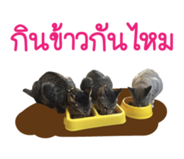 Meow! I am a Cat 2 sticker #13797958