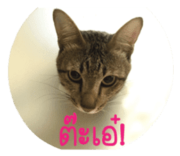 Meow! I am a Cat 2 sticker #13797961
