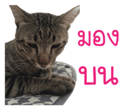 Meow! I am a Cat 2 sticker #13797970