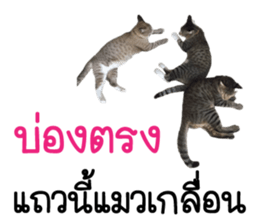 Meow! I am a Cat 2 sticker #13797973