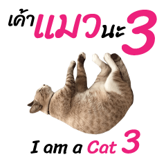 Meow! I am a Cat 3