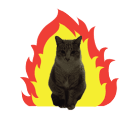 Meow! I am a Cat 3 sticker #13798088