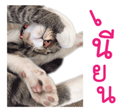 Meow! I am a Cat 3 sticker #13798090