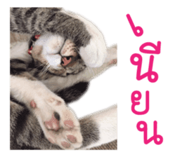 Meow! I am a Cat 3 sticker #13798090