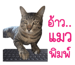 Meow! I am a Cat 3 sticker #13798093