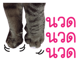 Meow! I am a Cat 3 sticker #13798095