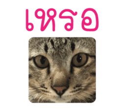Meow! I am a Cat 3 sticker #13798097