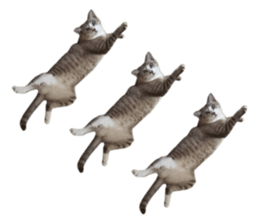 Meow! I am a Cat 3 sticker #13798100