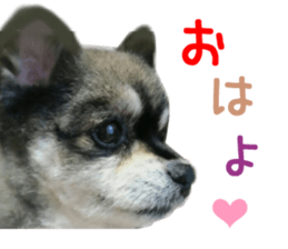 Real DOG Wan de FULL sticker #13798386