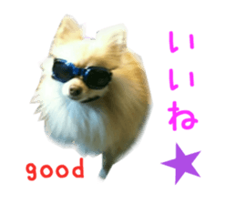 Real DOG Wan de FULL sticker #13798388