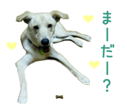 Real DOG Wan de FULL sticker #13798391