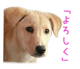 Real DOG Wan de FULL sticker #13798392