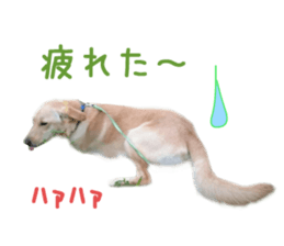 Real DOG Wan de FULL sticker #13798393