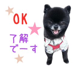 Real DOG Wan de FULL sticker #13798394