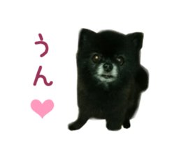 Real DOG Wan de FULL sticker #13798395