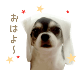 Real DOG Wan de FULL sticker #13798403