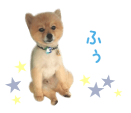 Real DOG Wan de FULL sticker #13798409