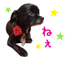 Real DOG Wan de FULL sticker #13798411