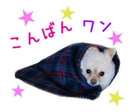 Real DOG Wan de FULL sticker #13798415